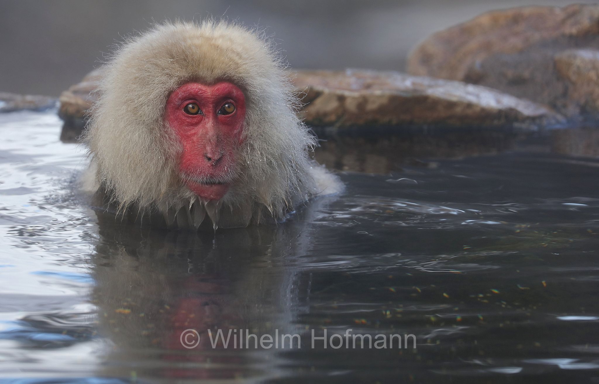 Japanese macaque, snow monkey, Nihonzaru, Japanmakak, Schneeaffe, Rotgesichtsmakake, macaco giapponese, macaco dalla faccia rossa, Macaca fuscata, Jigokudani Monkey Park, Jigokudani Yaen Kōen, Parco delle scimmie di Jigokudani, Nagano, Japan, Giappone