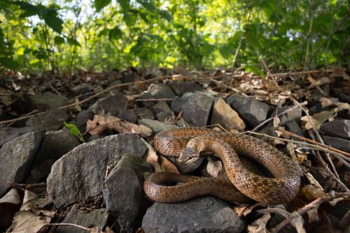 Coronella austriaca – Schlingnatter