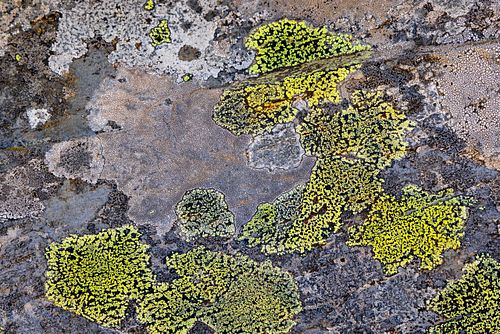 Rhizocarpon sp. - Map lichen pattern