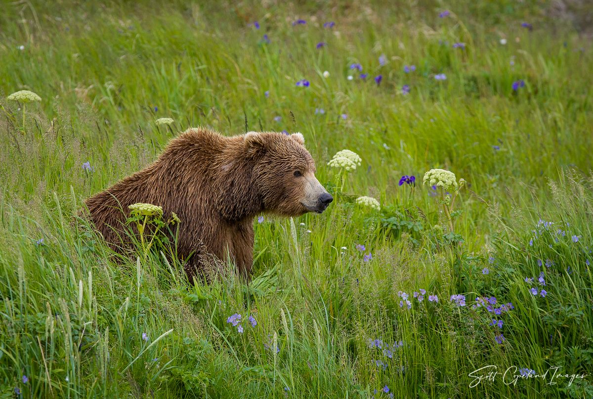 Wild Bear, Wild Flowers
