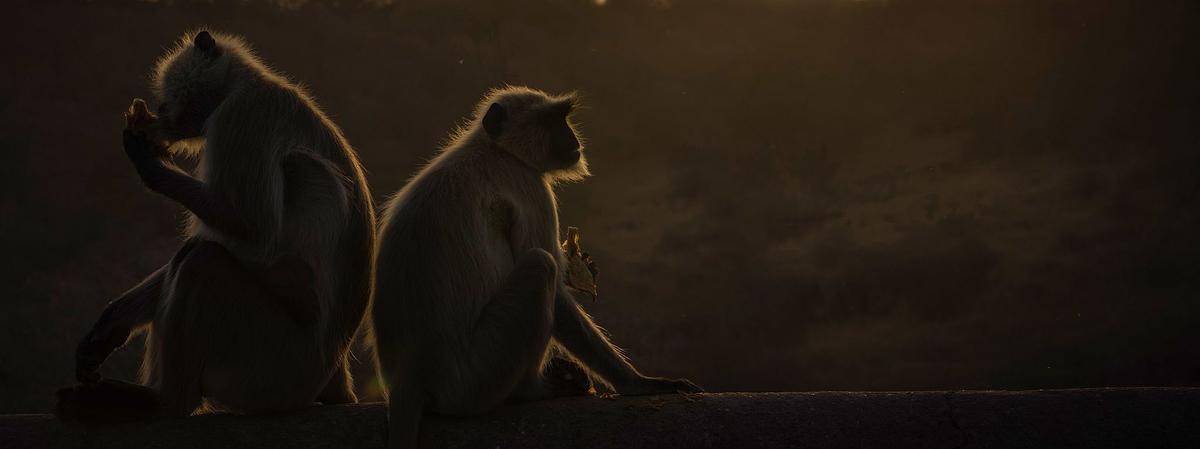 Bird, bird photography, forest jungle, macro, Bird, animal, bird photography, forest jungle, macro,