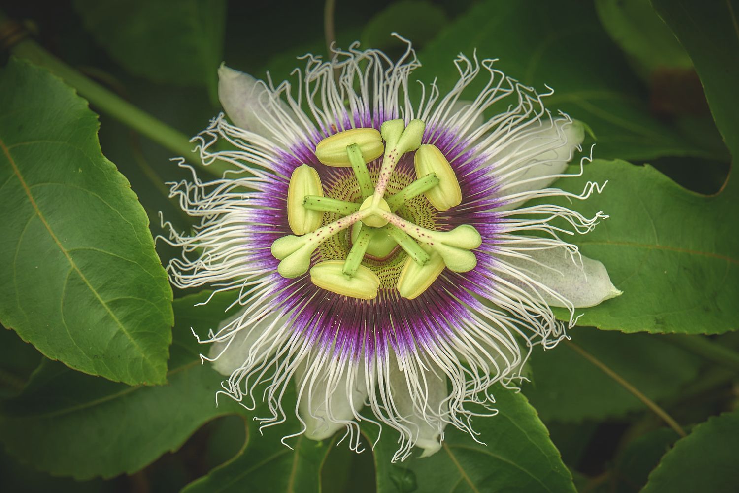 Thomas Upton Photography