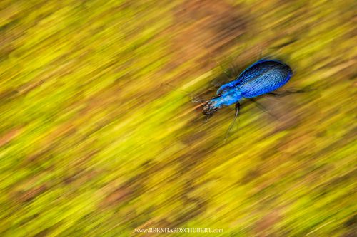 Carabus intricatus - Blue ground beetle