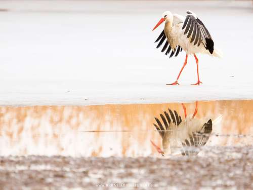 Ciconia ciconia - White stork