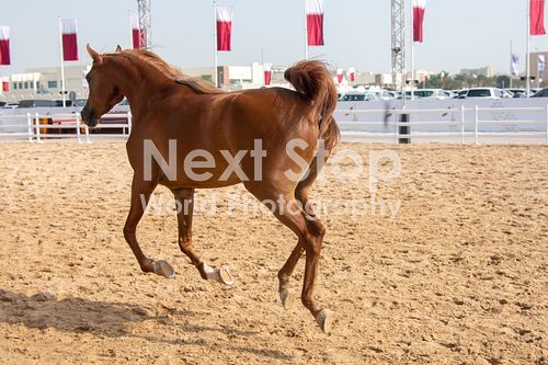 Arabian_Brown_Horse_Shoe_D72_4325