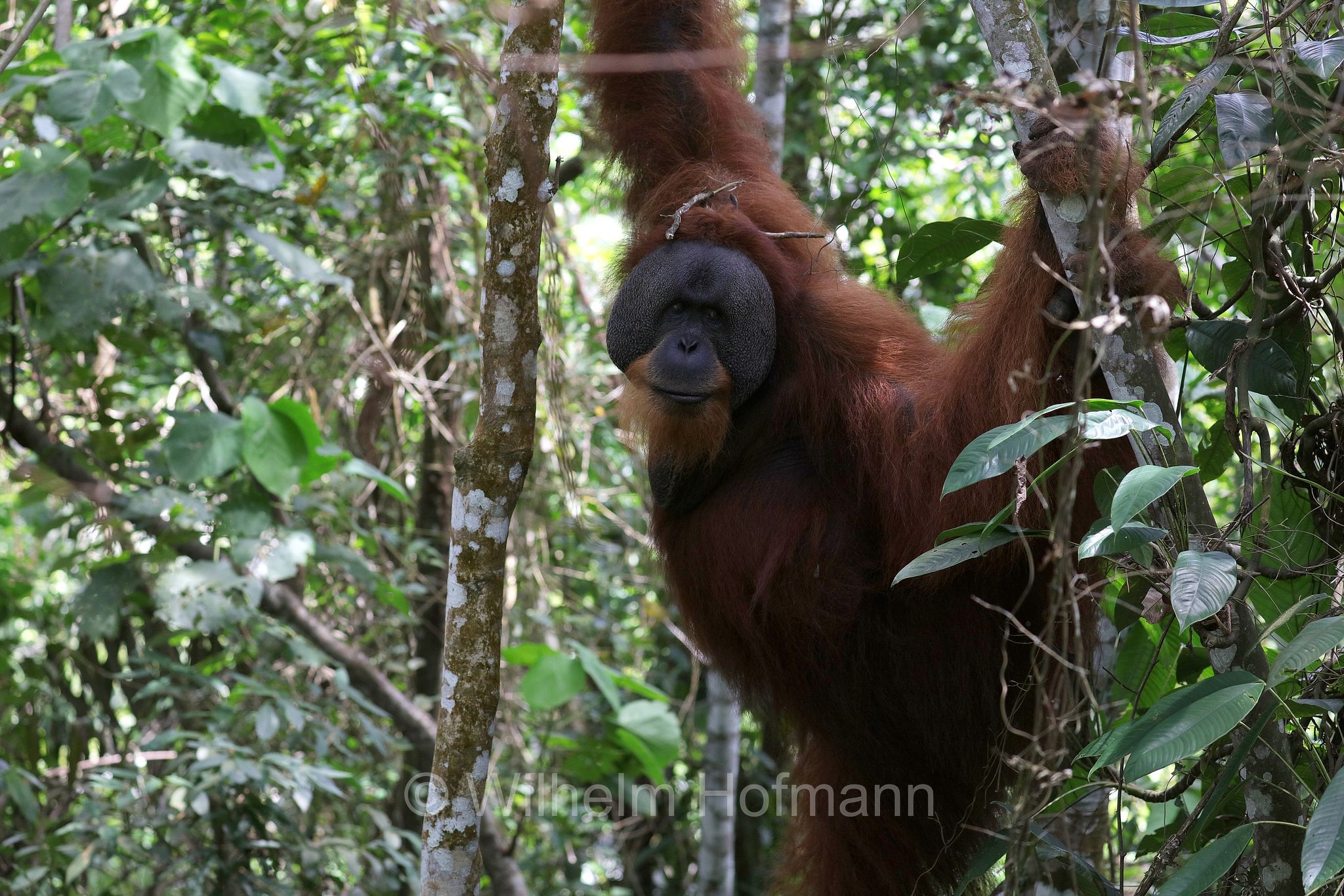 Sumatran orangutan, Sumatra-Orang-Utan, orango di Sumatra, Pongo abelii, Gunung Leuser National Park, Nationalpark Gunung Leuser, parco nazionale di Gunung Leuser, Bukit Lawang, Sumatra, Indonesia, Indonesien