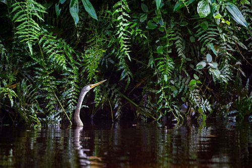 Anhinga melanogaster – Orient-Schlangenhalsvogel