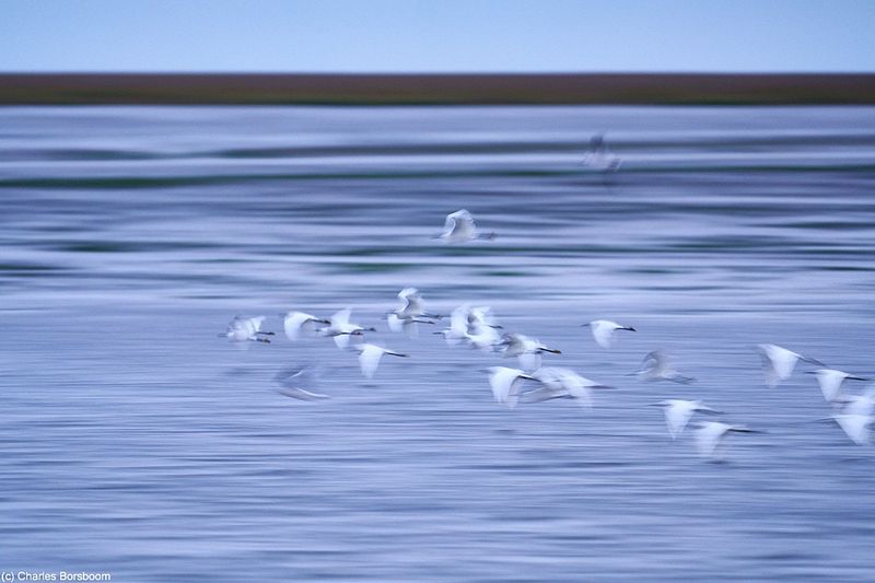 Midweek Oostelijke Waddenzee 5 dagen (4 - 8 mei 2026)