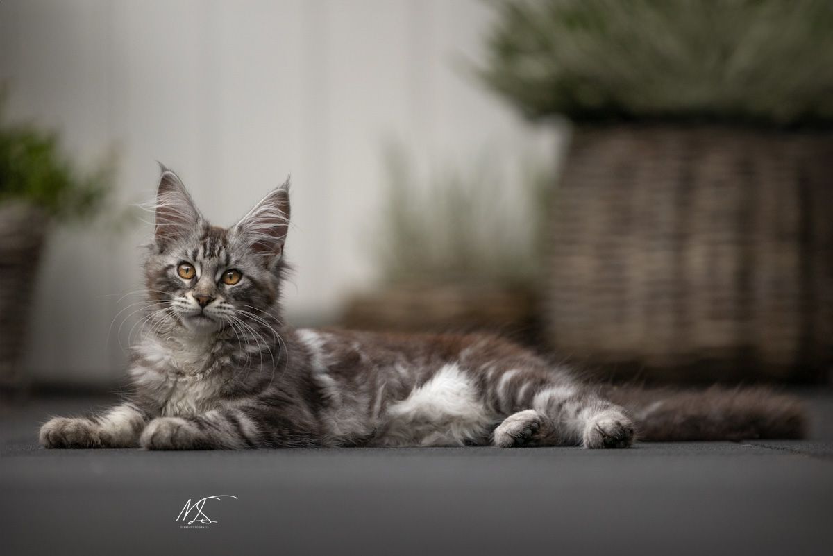 Maine coon kitten grijs die languit ligt op de stenen