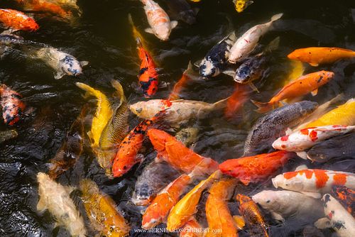Cyprinus rubrofuscus var. koi – nishikigoi