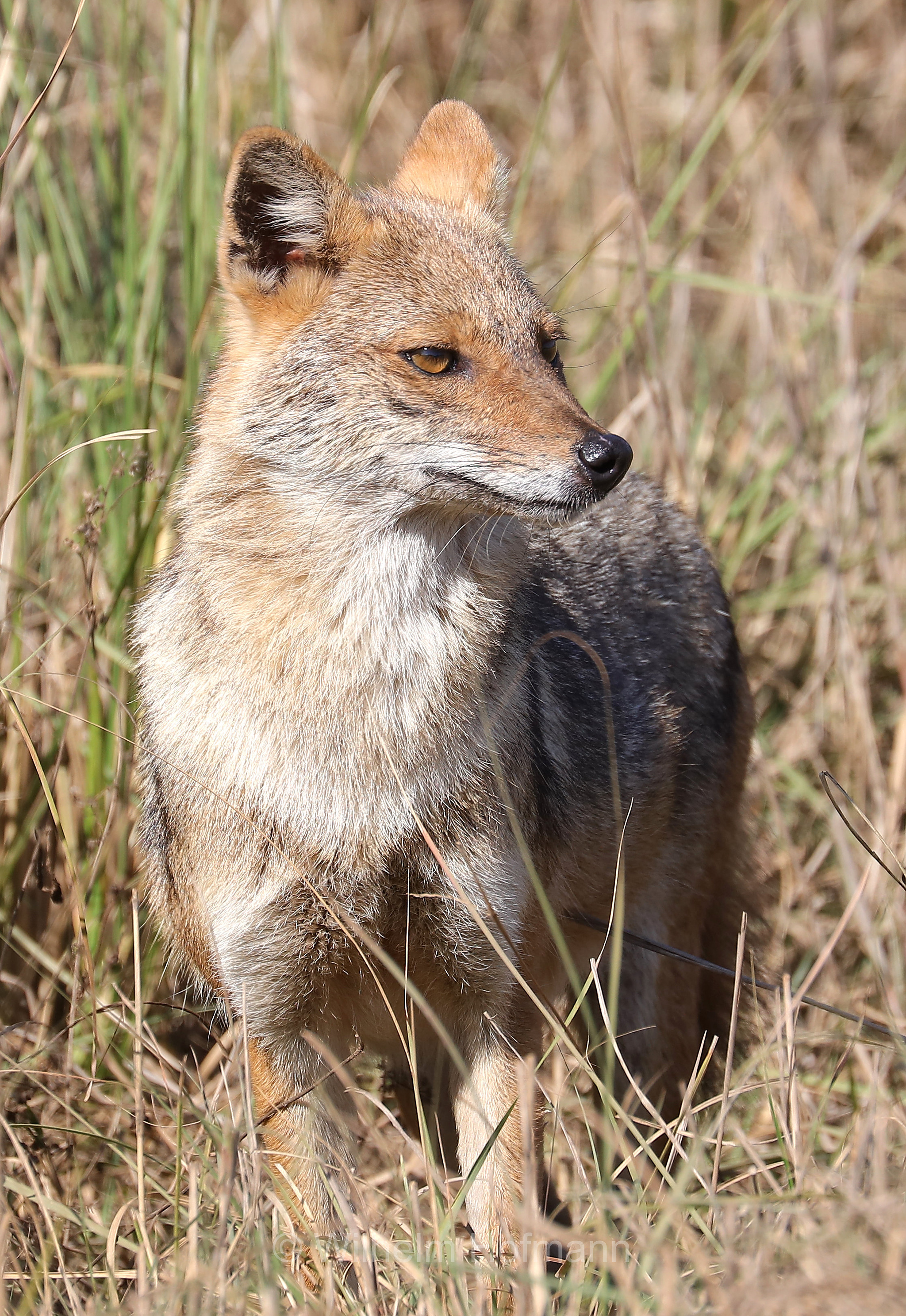 golden jackal, common jackal, Goldschakal, sciacallo, sciacallo dorato, Canis aureus, Kanha National Park, Kanha-Nationalpark, parco nazionale di Kanha, Madhya Pradesh, India, Indien
