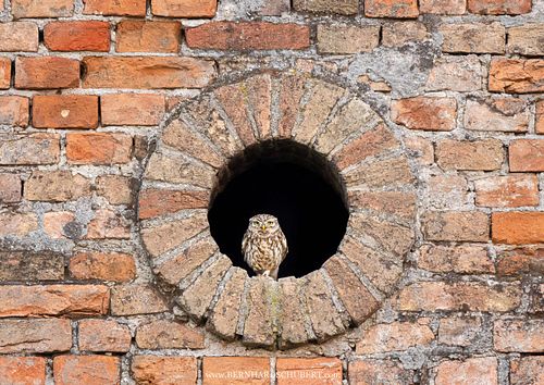 Athene noctua - Little owl
