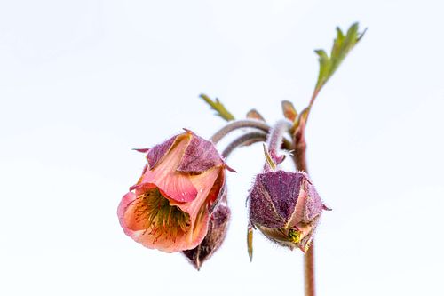 Geum rivale - Bach-Nelkenwurz