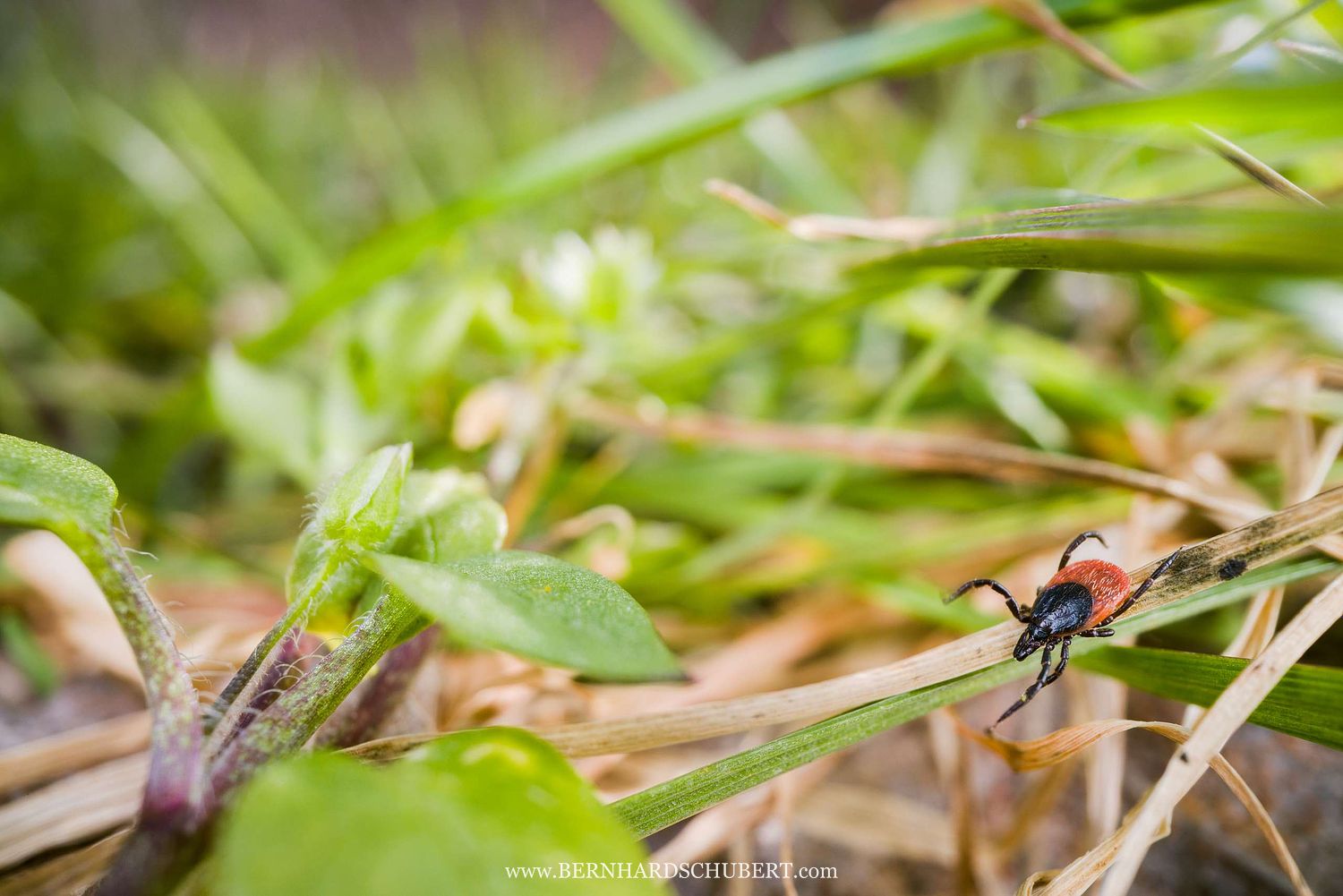 Ixodes ricinus – Gemeiner Holzbock