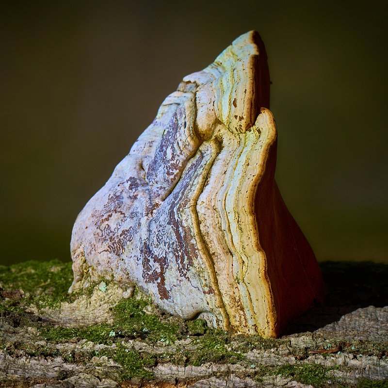 Abstracte natuurfotografie (4 juli 2026)