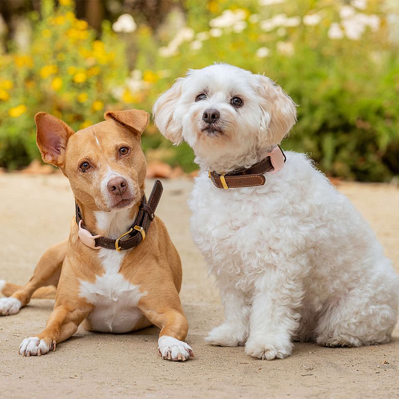 Vote for Momo and BooBoo