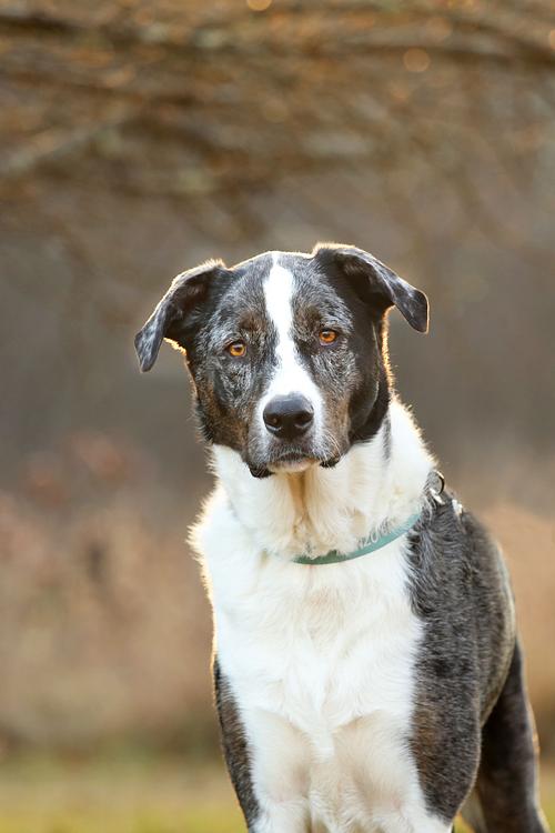 Pretty dog with speaking eyes looks at camera