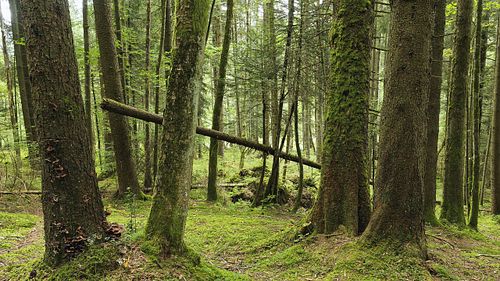 Fichten im Leihubelwald