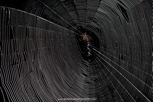 Spider in its web