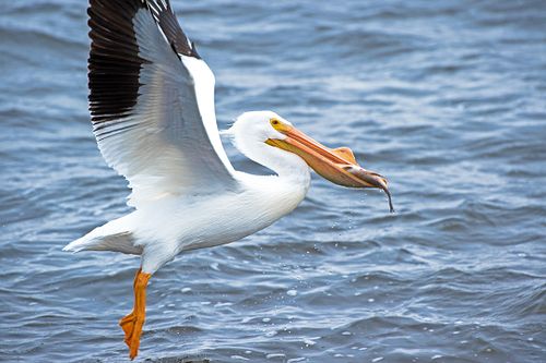 great white pelican