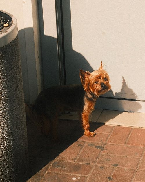 York czekający na Pana