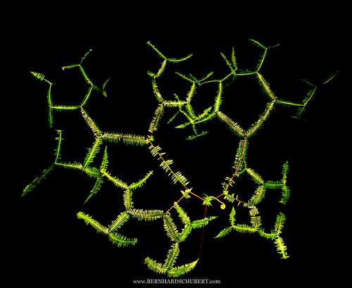Branched
