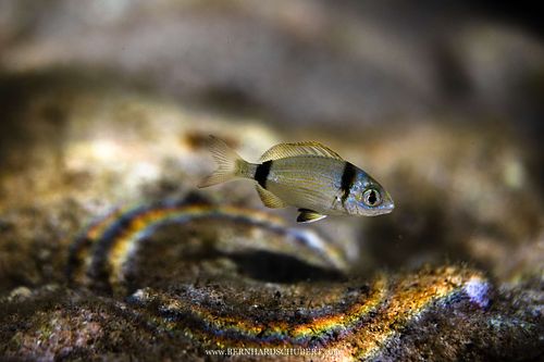 Diplodus vulgaris - Zweibindenbrasse