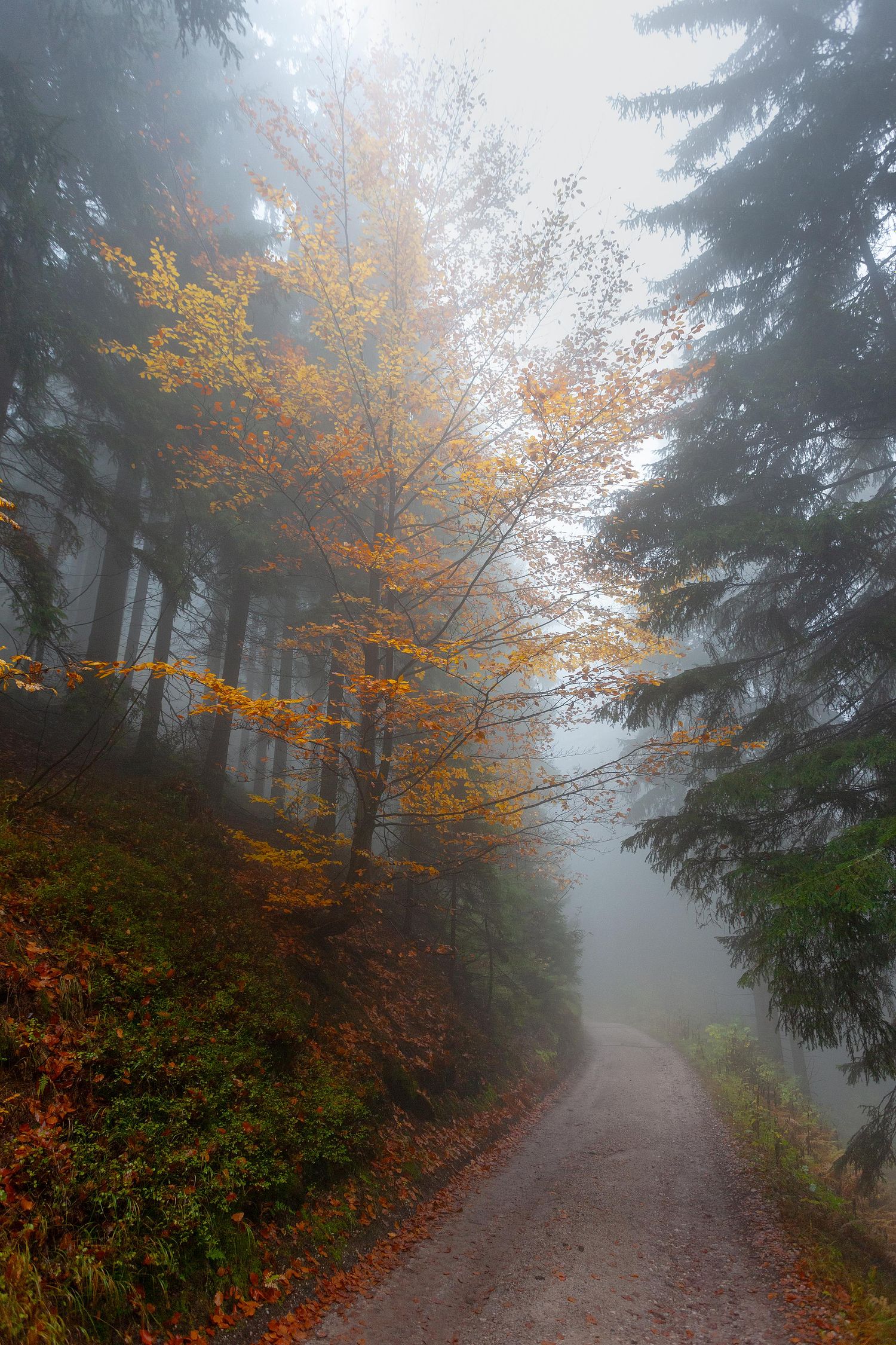 Arbre orange et la route
