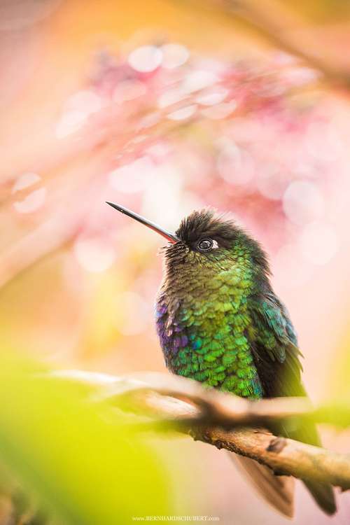 Verträumter Kolibri