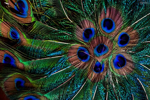 The Peacock's