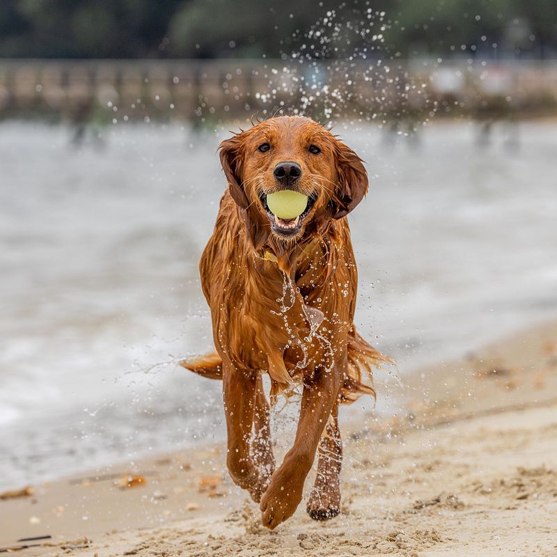 Dog Photography Gift Certificates