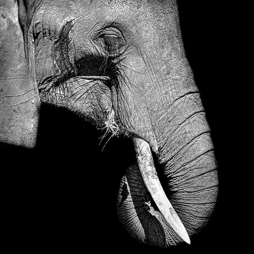 Tête d'un éléphant en Tanzanie sur fond noir