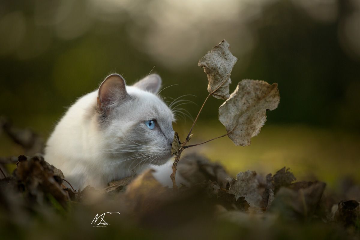 Ragdoll tussen de bladeren, ruikt aan een blaadje, zijaanzicht