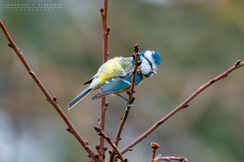 Blaumeise
