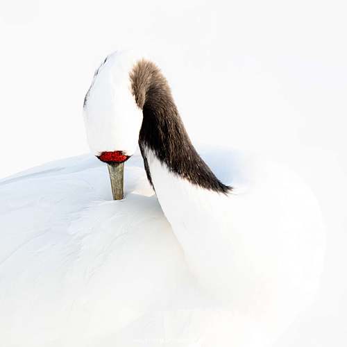 Elegance