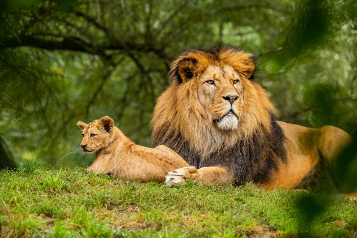 Image d'un lion et d'une lionne