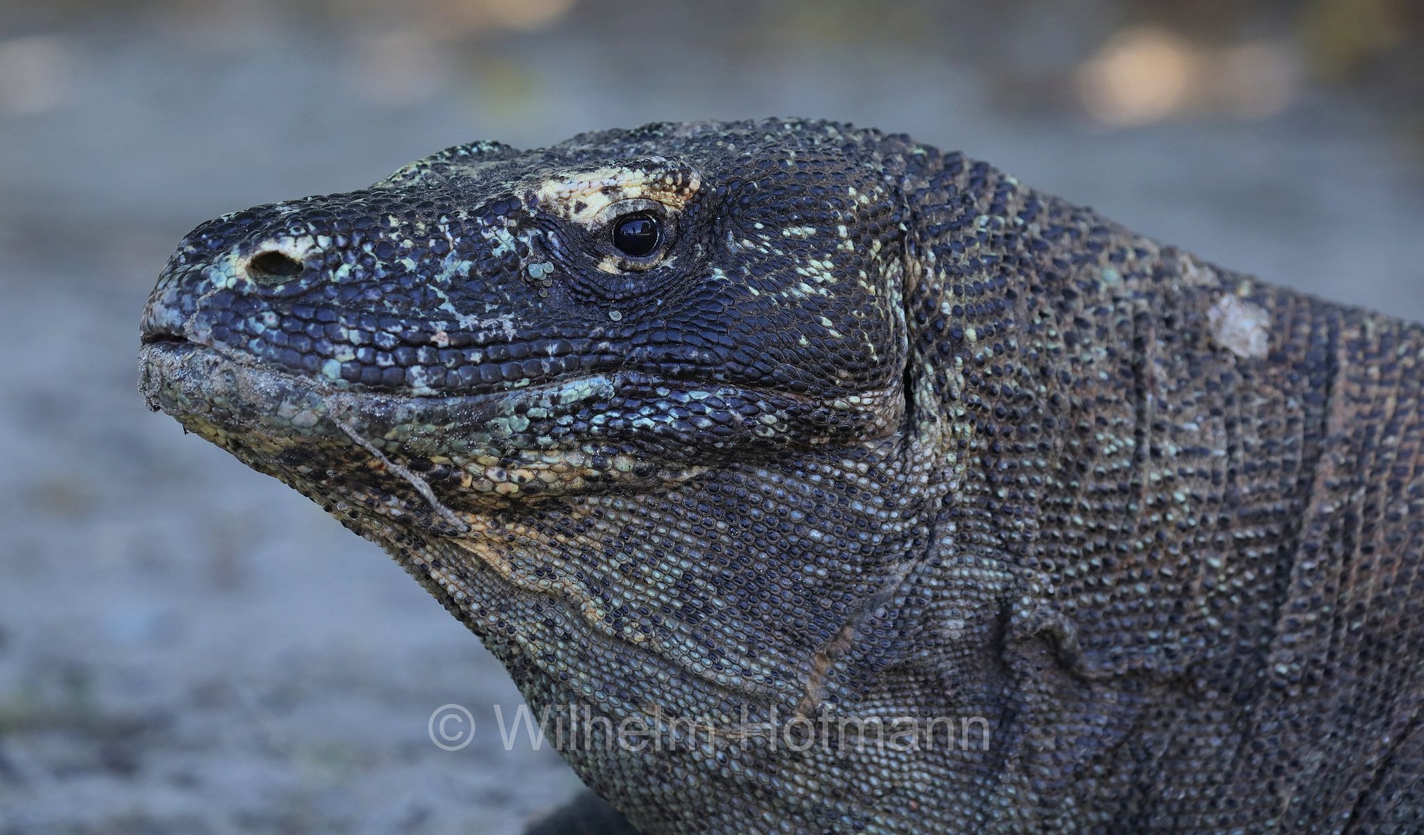 Komodo dragon, Komodo monitor, Komodowaran, Komododrache, varano di Komodo, drago di Komodo, Varanus komodoensis, Komodo Island, Komodo, Lesser Sunda Islands, Kleine Sundainseln, Piccole Isole della Sonda, Nusa Tenggara Islands, Kepulauan Nusa Tenggara, Indonesia, Indonesien