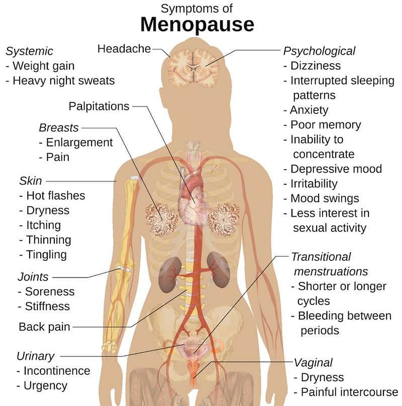 anatomy of a woman with menopause symptoms indicated