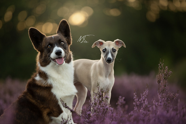 Corgi en whippet in heide