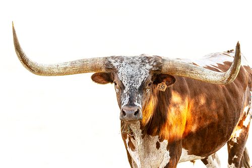 A close-up, high-key portrait of a Texas Longhorn looking directly forward, showing intricate horn textures and a patterned face against a pure white, minimalist background.