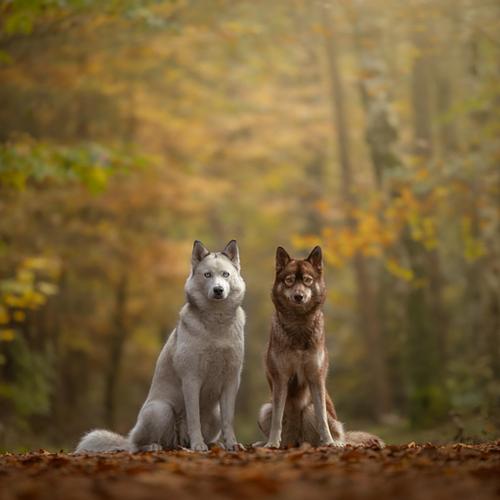 HERFSTSHOOT
