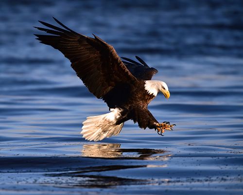 Best place for bald eagle photography workshop & guide tour in the US.  Located in the Midwest (Iowa & Illinois) and Alaska, United States.