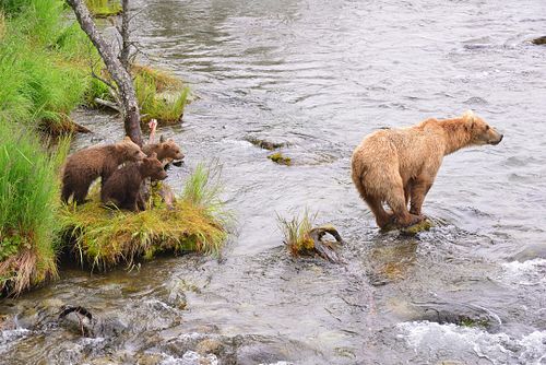 Best place for bear photography workshop & tour in the US.  Located in Katmai National Park, Brooks Camp, Brooks Falls, & Kodiak, Alaska, United States.