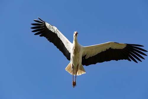 Vögel