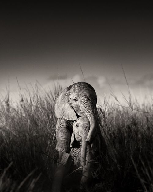 &raquo;ELEPHANTS IN HEAVEN&laquo;
