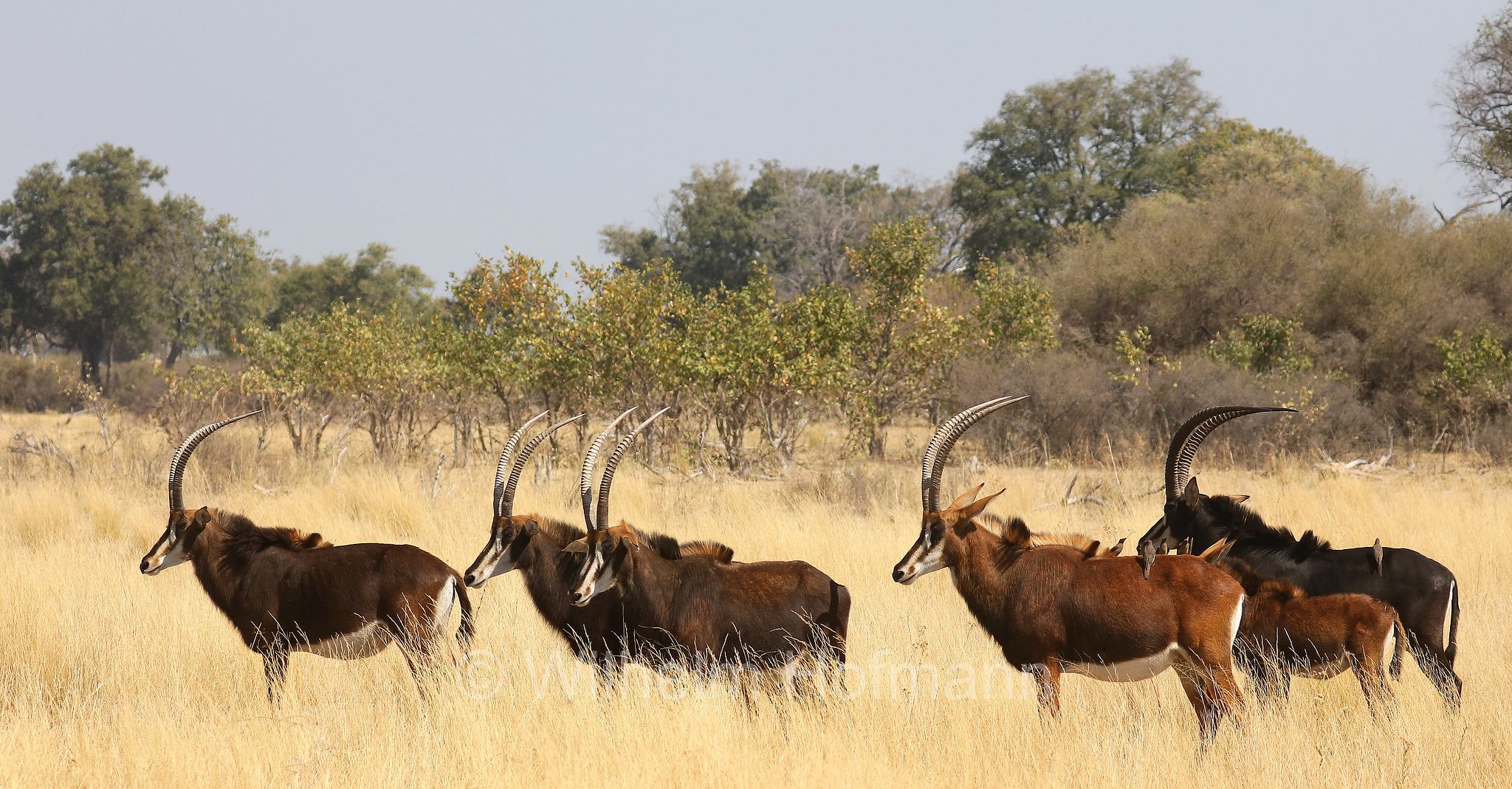 sable antelope, common sable antelope, black sable antelope, Matsetsi sable antelope, South Zambian sable antelope, Rappenantilope, antilope nera, Hippotragus niger niger, ﻿Moremi Game Reserve, Moremi-Wildreservat, Okavango Delta, Okavango Grassland, Botswana, Republik Botsuana