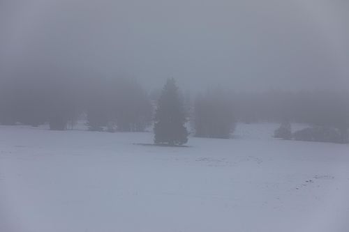 Sapin solitaire dans un paysage enneigé et brumeux en Šumava