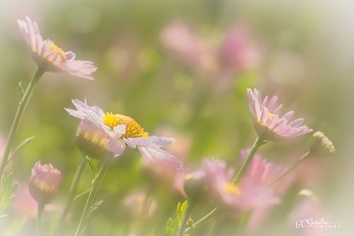 Glorious Morning I... A "simple" patch of daisies can be so beautiful in the morning light. Sprinkle on some dewdrops and the appearance can be just glorious... This image displays a single in-focus daisy amidst a blurred and glowing background of a field of daisies. This fine art color print etitled "Glorious Morning" is copyrighted by Gregory C. Sundra and GC Sundra IMAGES, LLC.