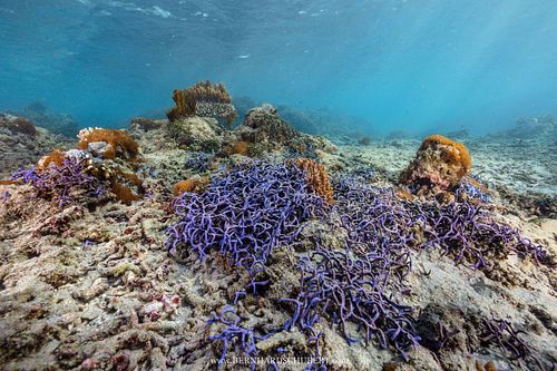 Callyspongia samarensis – Spaghetti-Schwamm