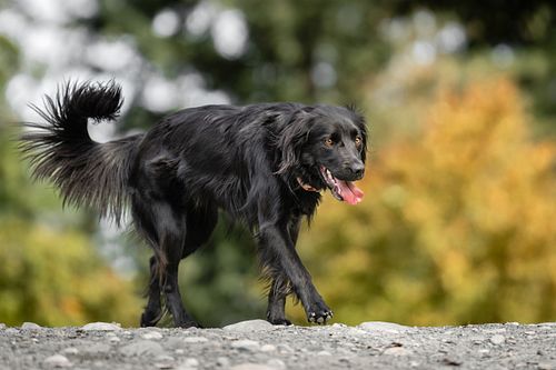 Dog walking in the park.